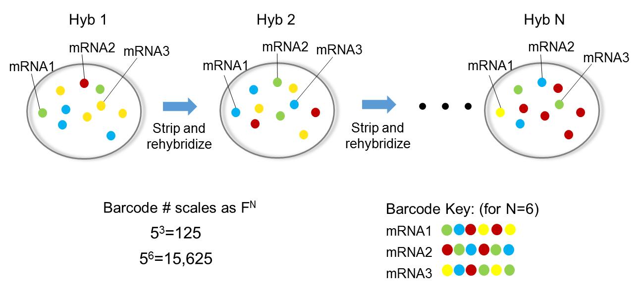 seqFISH barcoding: sequential hybridization rounds build a temporal barcode