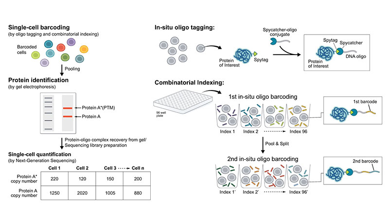 New Publication: Detecting Proteins In Situ with DUET