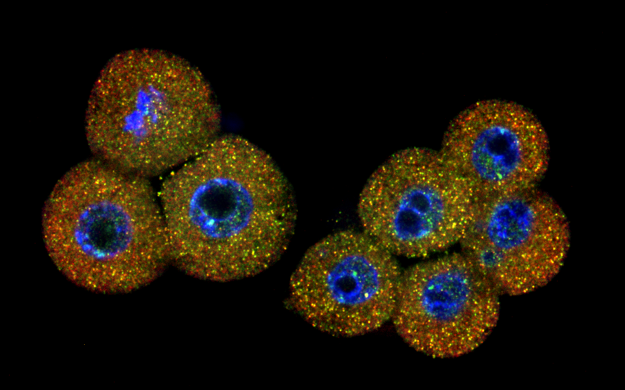 Mouse embryos at the 2- and 4-cell stage imaged with seqFISH