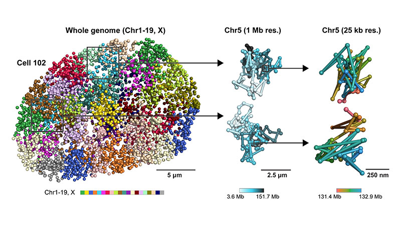 "Nuclear Physics": Imaging into the Heart of a Cell