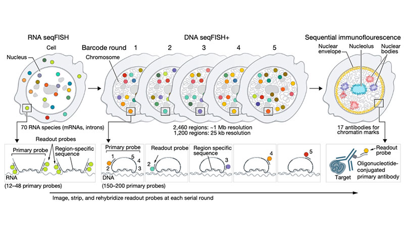 New paper in Nature "Integrated spatial genomics reveals global architecture of single nuclei""