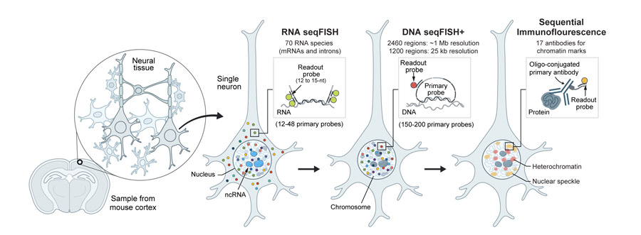 Preprint: "Integrated spatial genomics in tissues reveals invariant and cell type dependent nuclear architecture"