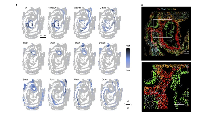 New publication " Integration of spatial and single-cell transcriptomic data elucidates mouse organogenesis"
