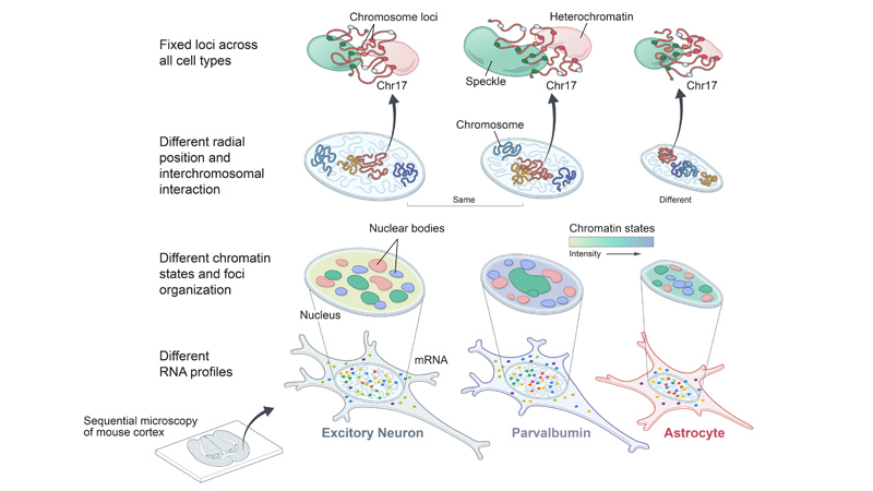 Our paper "Single-cell nuclear architecture across cell types in the mouse brain" published in Science