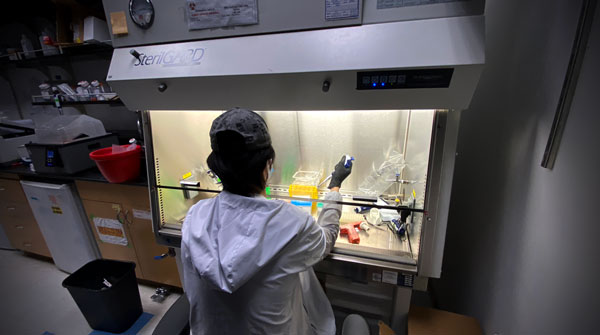 Research in the Cai Lab